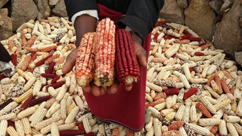African Food African Cooking